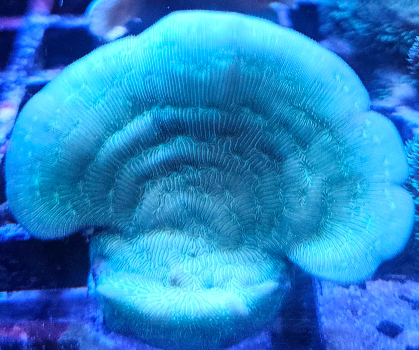 Green Pavona