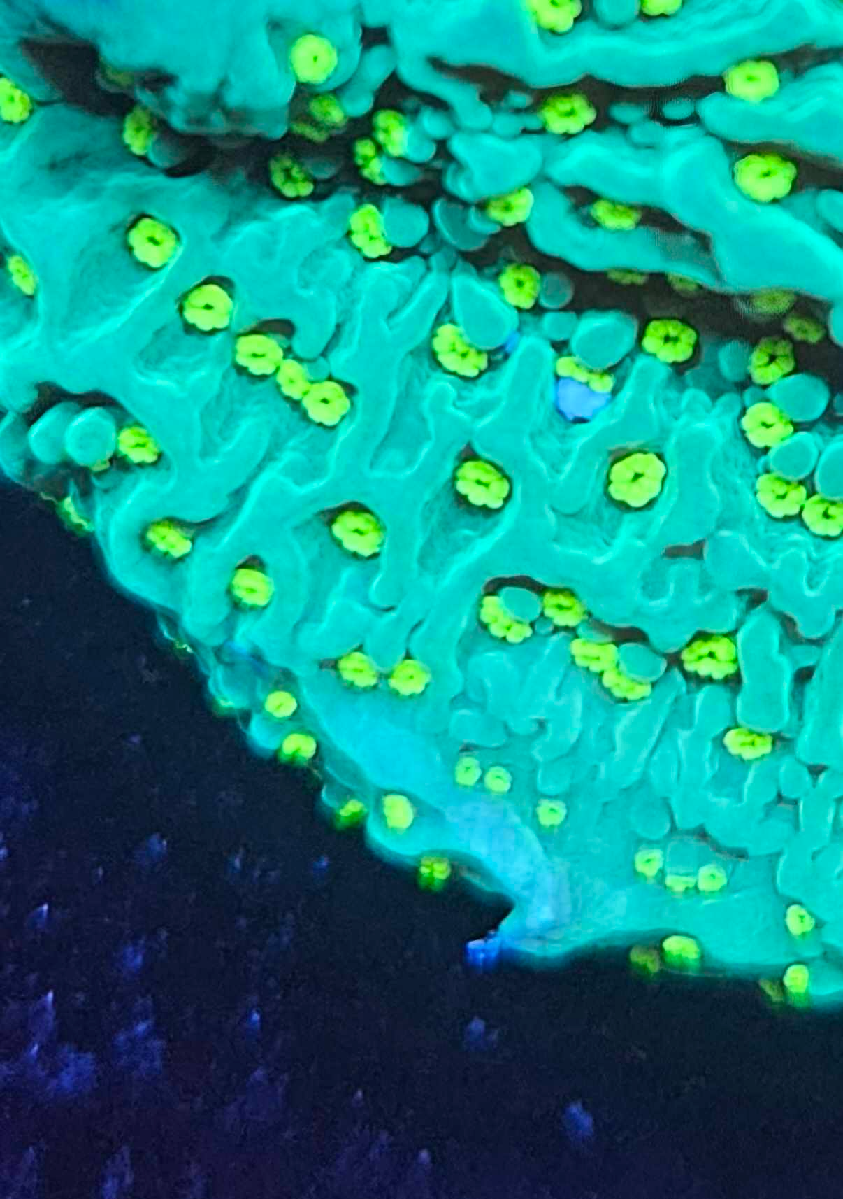 Montipora