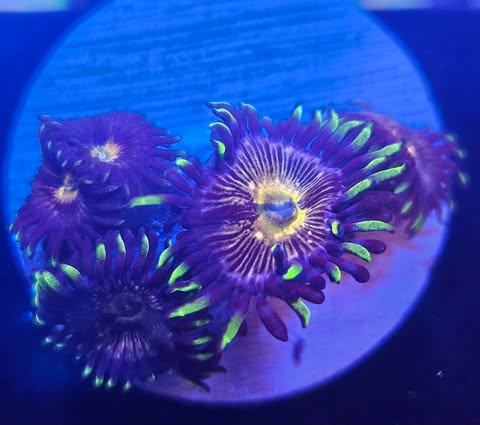 nirvana zoa