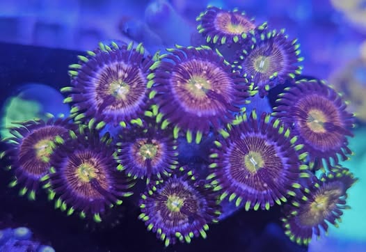 nirvana zoa