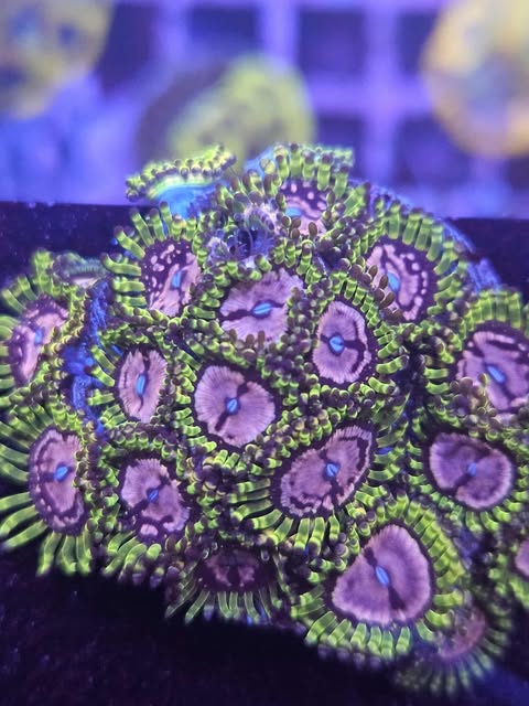 Purple monster zoa