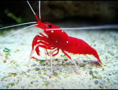 Blood shrimp - Canada Aquamarine