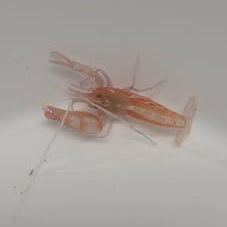 Crevette pistol vivante MB Coraux nageant dans un aquarium marin, montrant ses pinces caractéristiques et son corps coloré.