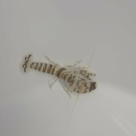 Crevettes tigres vivantes de la marque MB Coraux, visible dans un aquarium marin.