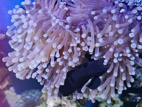 anémone Magnifica