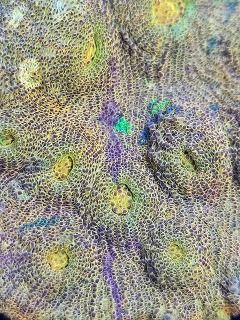 chalice (bientot disponible)