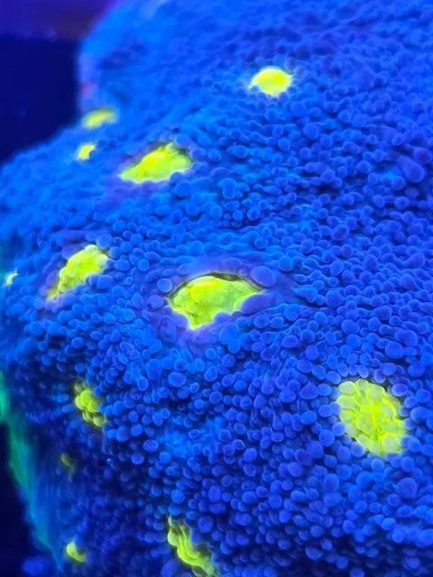 Blue / yellow eye chalice