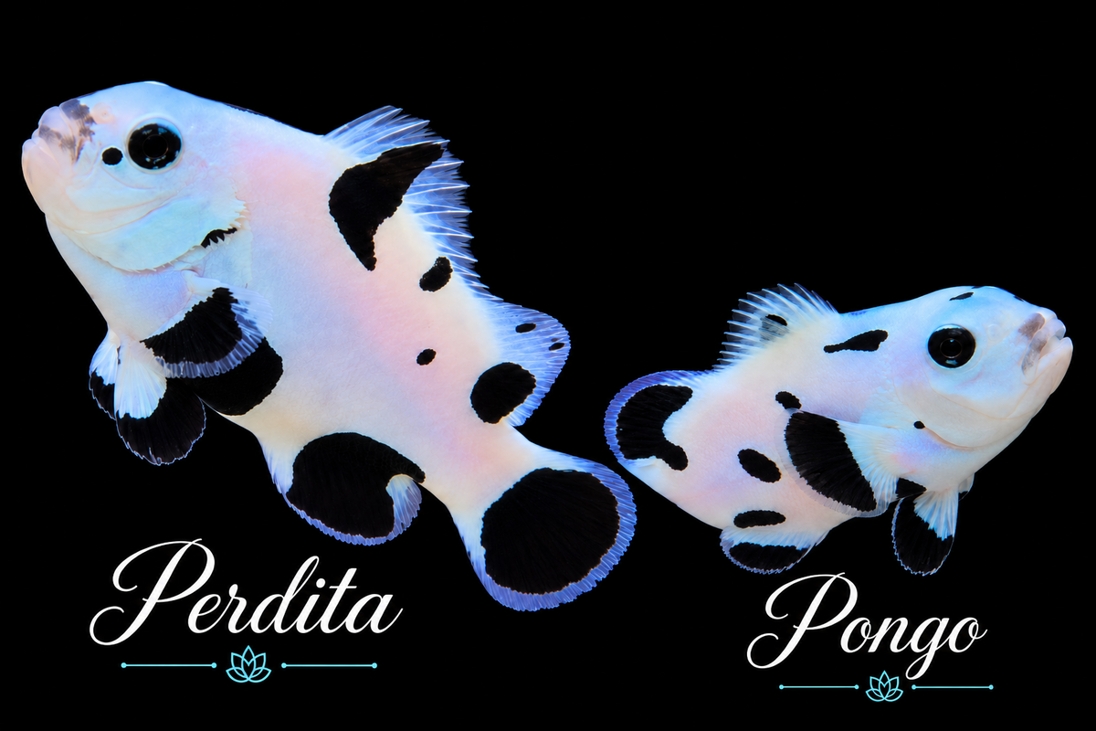 Perdita & Pongo