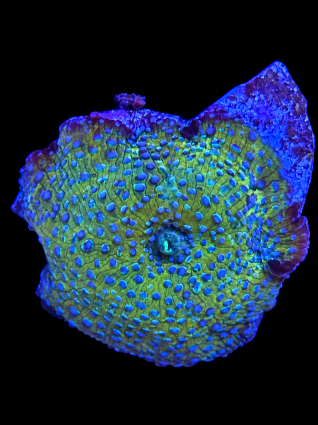 Blue spot discosoma