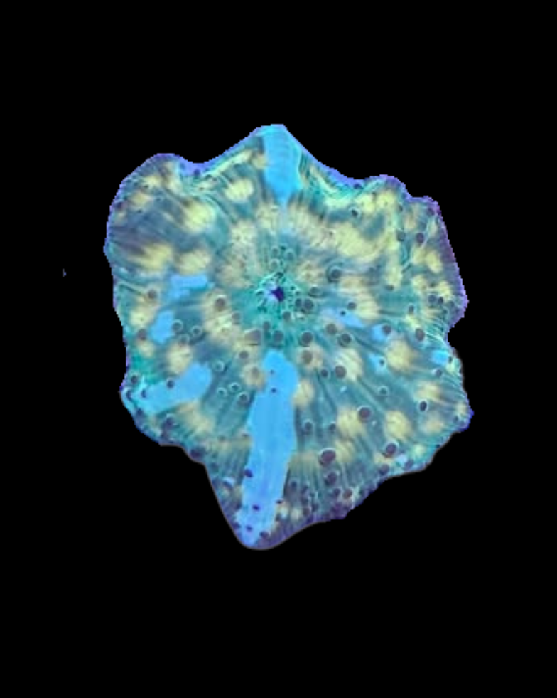 Green Lightning Discosoma - Canada Aquamarine