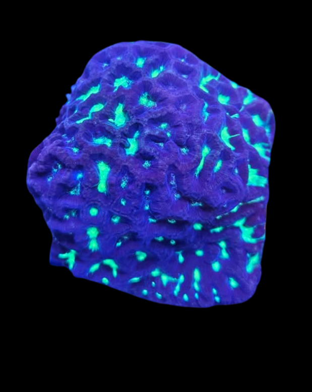 Platygira - Canada Aquamarine