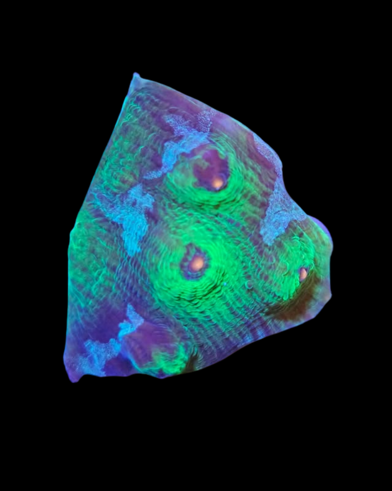 Calice Avatar Vivant de MB Coraux, avec des couleurs vives et détails complexes, idéal pour l'aquarium marin.