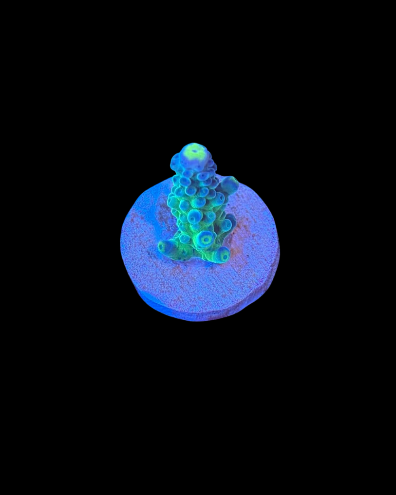 Tortue vivante à extrémité jaune, créée par MB Coraux, nageant dans un environnement marin avec des coraux colorés.