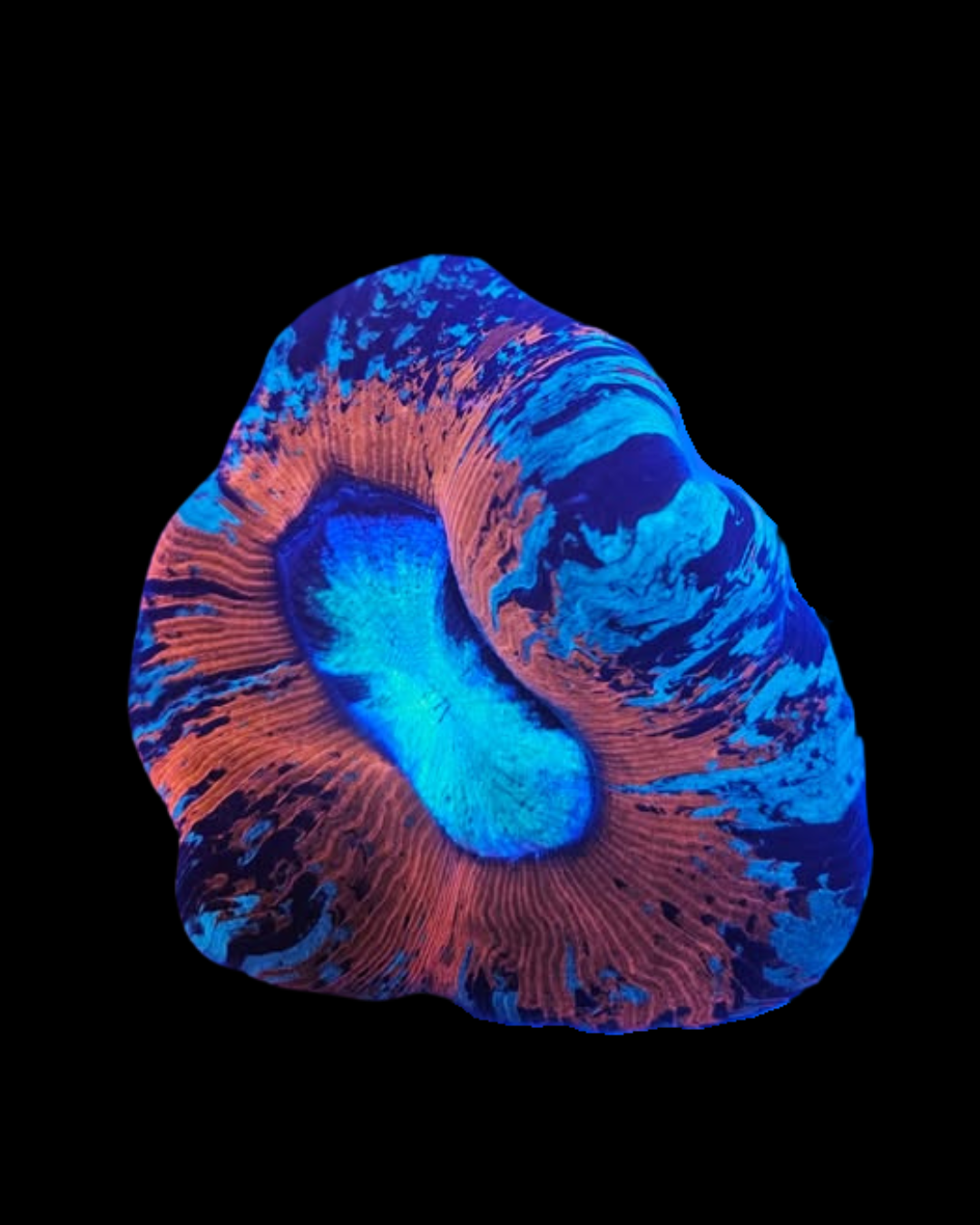 Vivant Welso WYSIWYG de MB Coraux, création d'aquarium marin avec coraux colorés et éléments naturels visibles dans l'image.
