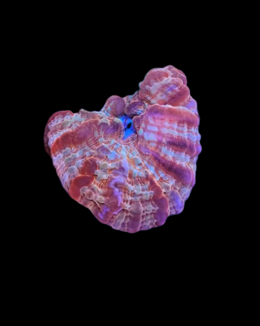 Corail vivant Cynarina Ultra Rainbow de MB Coraux, montrant ses couleurs vives et sa structure robuste dans un environnement marin.