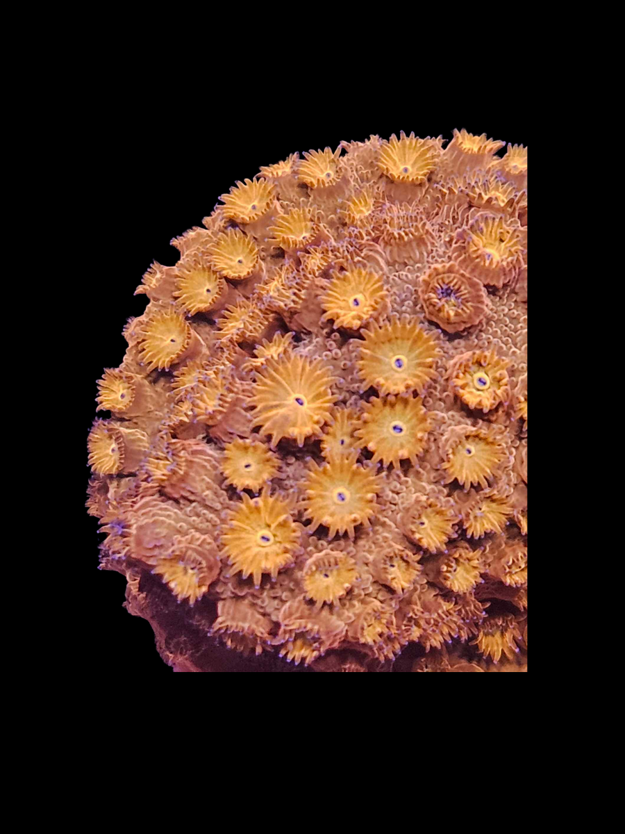 Cyphastrea Orange