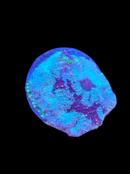 Génie acantastrea