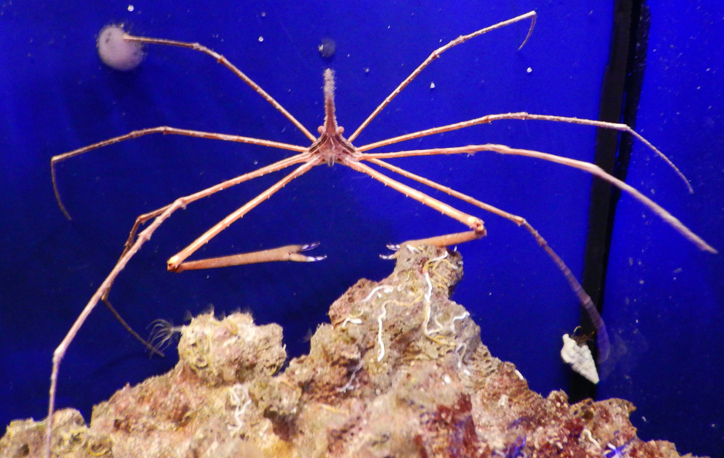 Arrow Crab - Canada Aquamarine