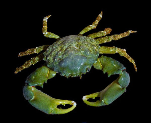 crabe emeraude - Canada Aquamarine