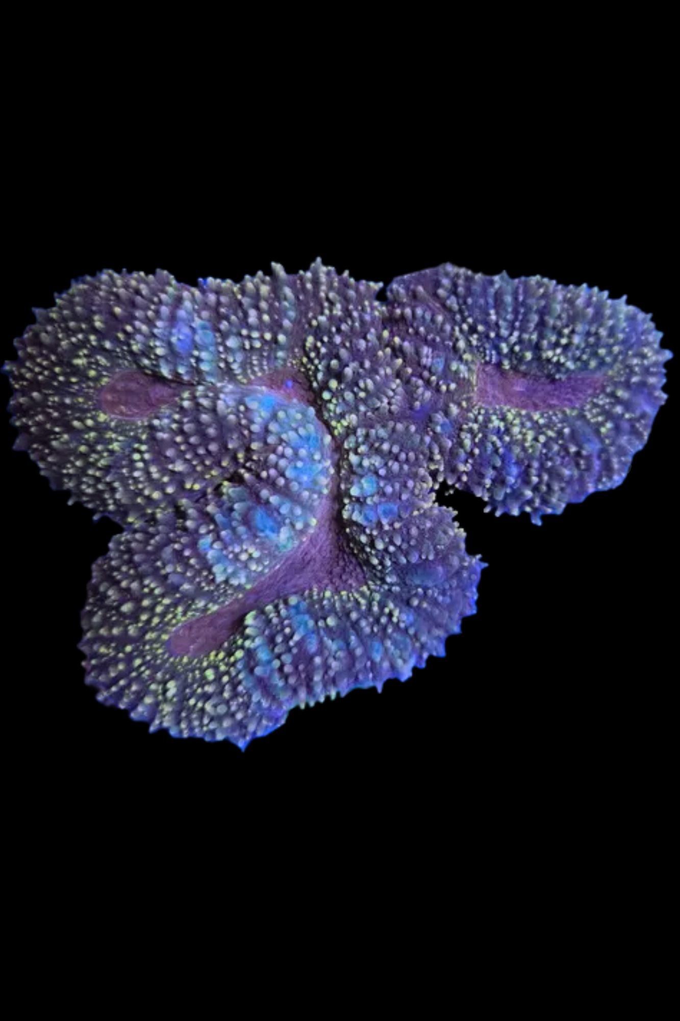 Branching lobophyllia large