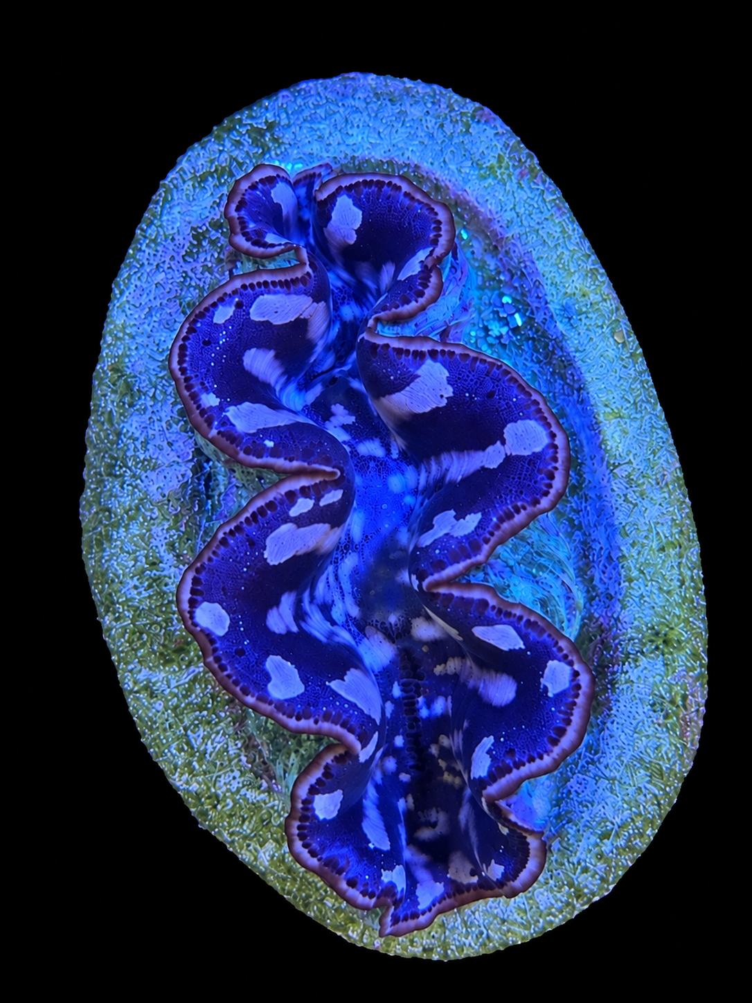 Maxima Clam