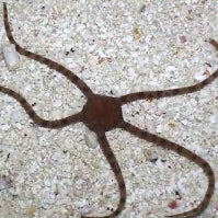 Étoile de mer serpent vivante de la marque MB Coraux, montrant ses longues bras colorés dans un environnement marin.