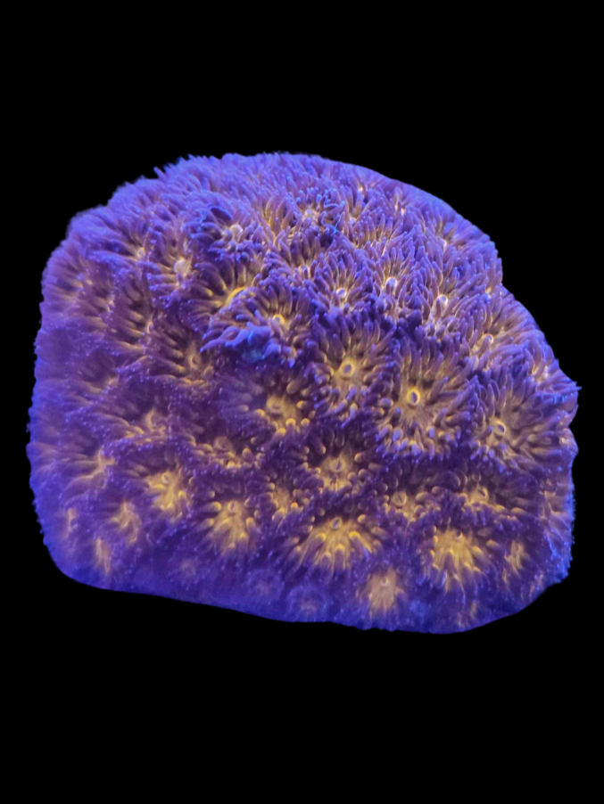 honeycomb leptastrea