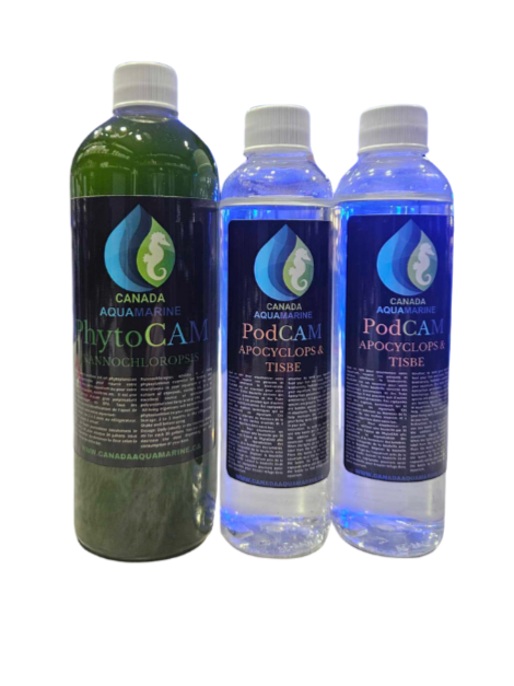 Starter kit: copepods + phytoplankton