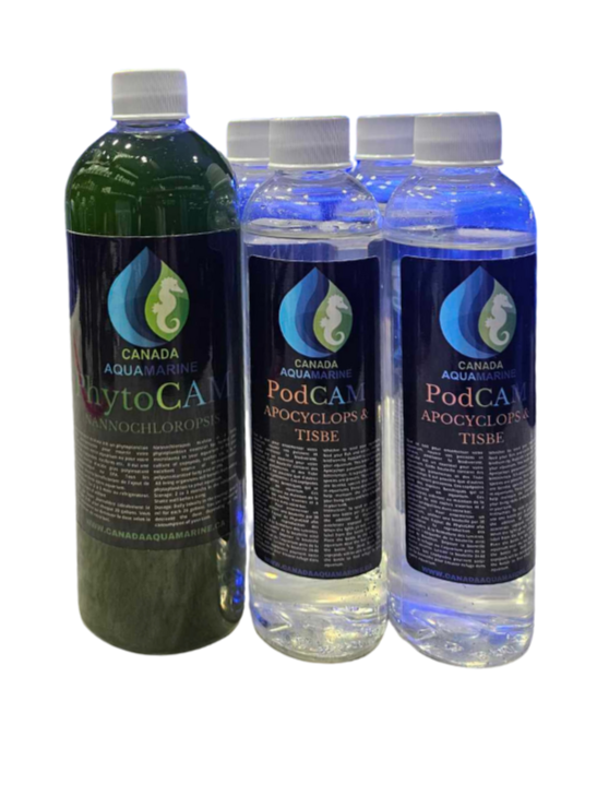 Starter kit: copepods + phytoplankton