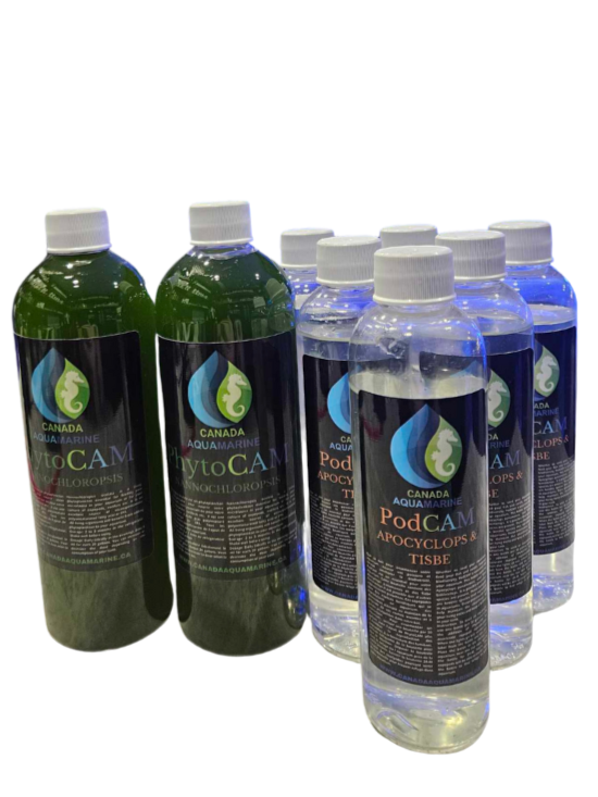 Starter kit: copepods + phytoplankton
