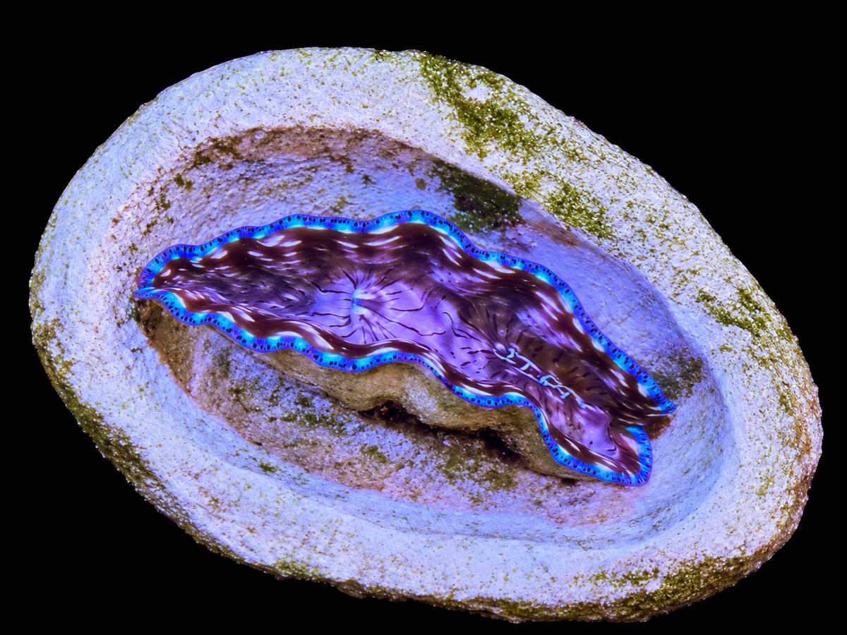 Derasa Clam