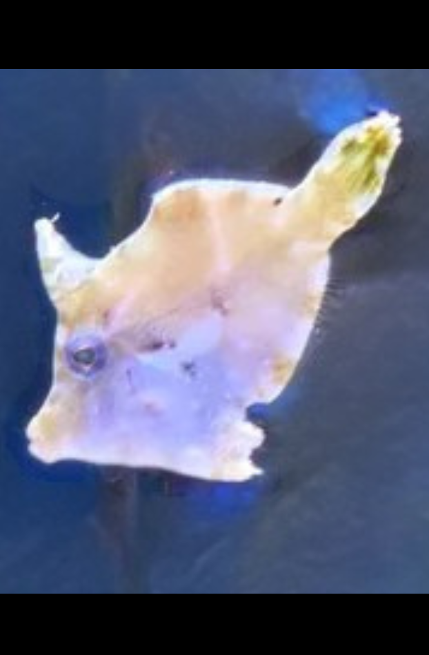 Filefish