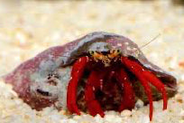 scarlet hermit - Canada Aquamarine