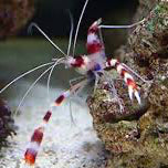Banded shrimp - Canada Aquamarine