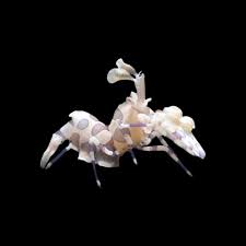 Crevette harlequin vivante de la marque MB Coraux, visible sur l'image, avec ses couleurs vives et ses détails fins.