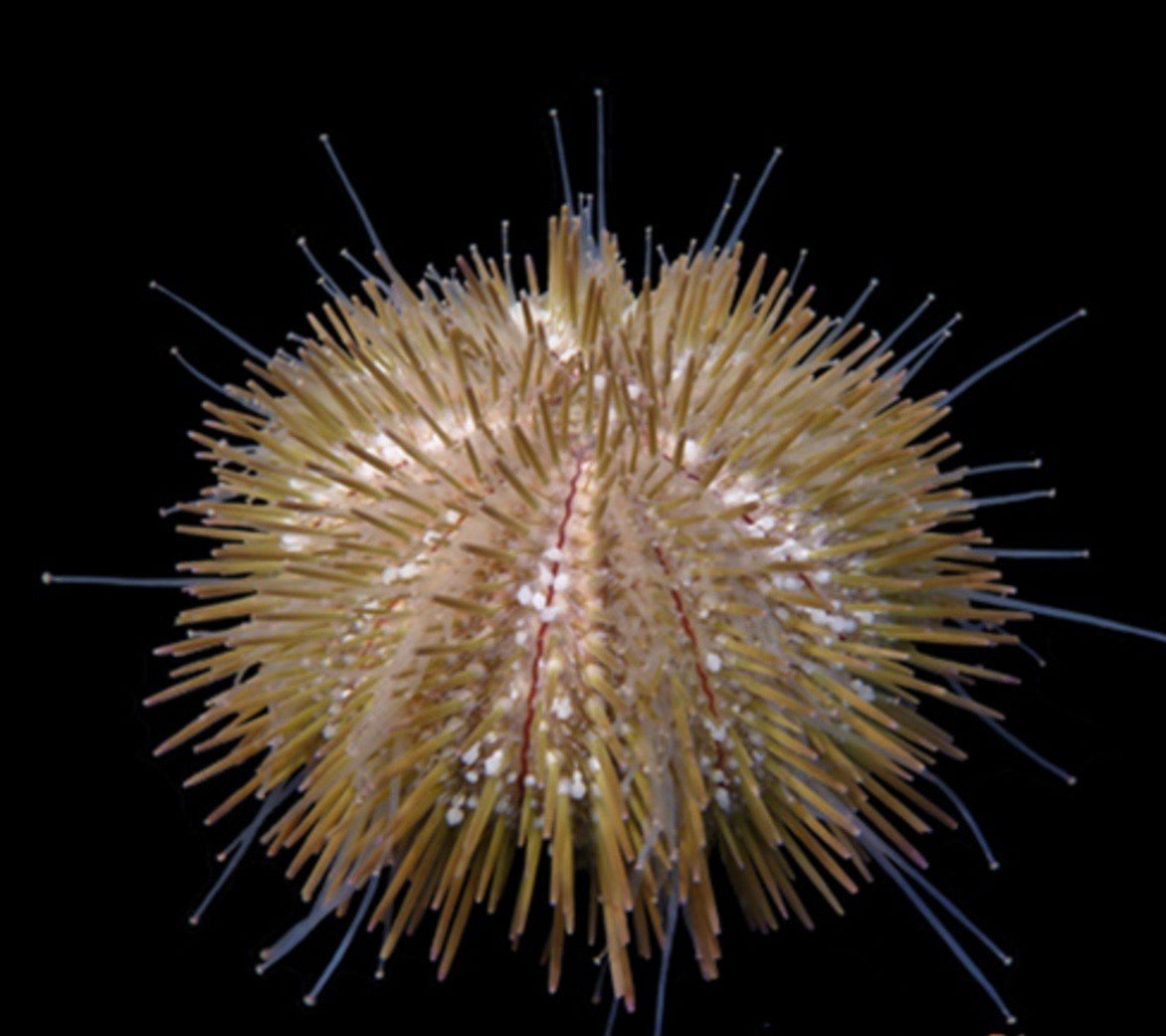 multicolor/ white urchin