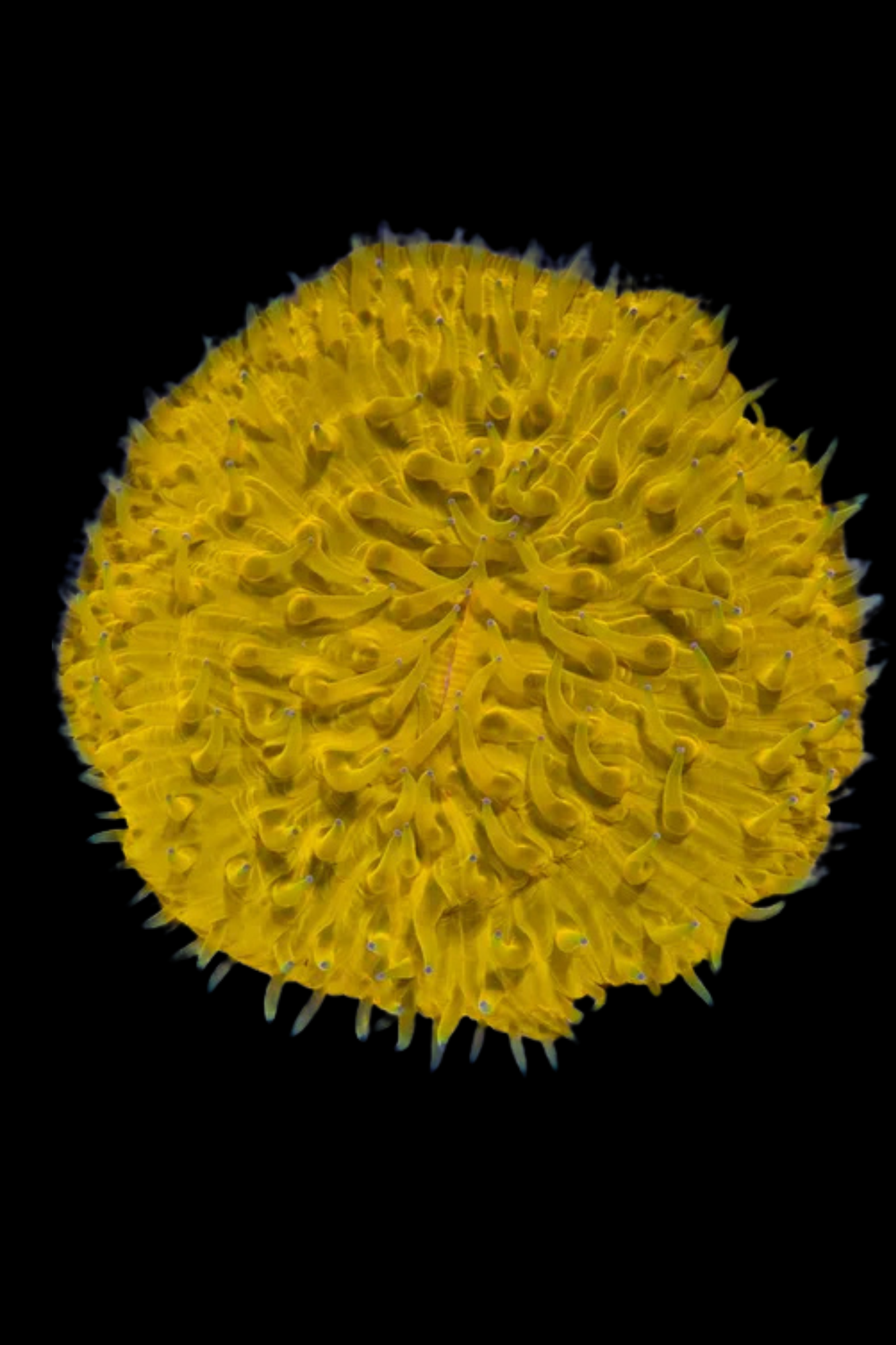 Plate coral