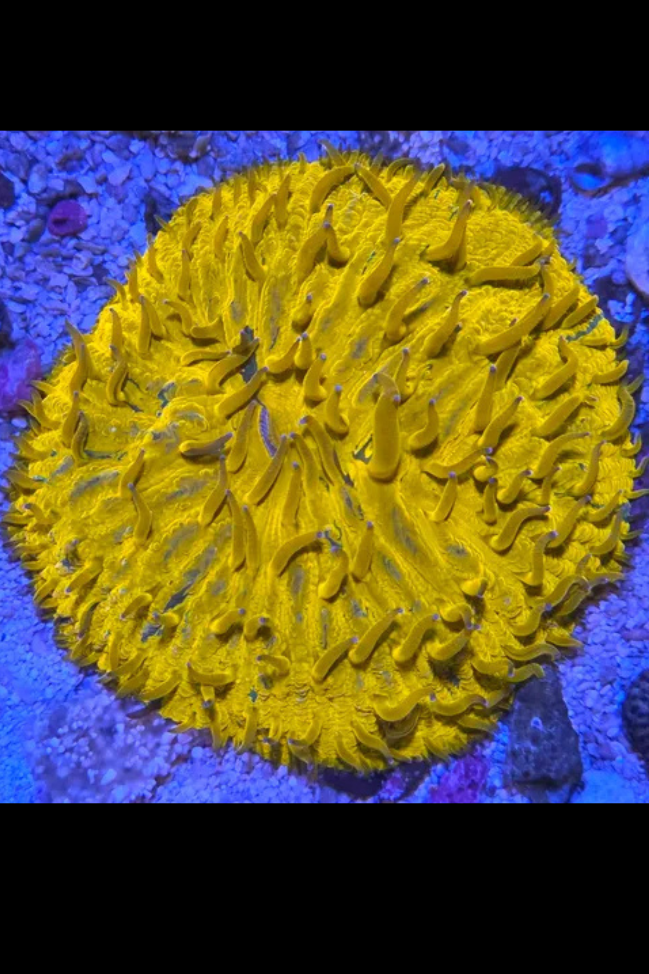 Plate coral (avec petites taches verte foncé)