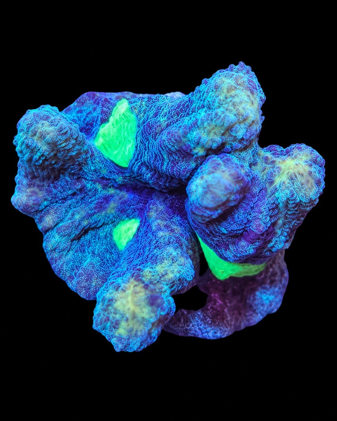 Pectinia verte vivante de la marque MB Coraux, détail de ses branches et textures naturelles dans un aquarium.