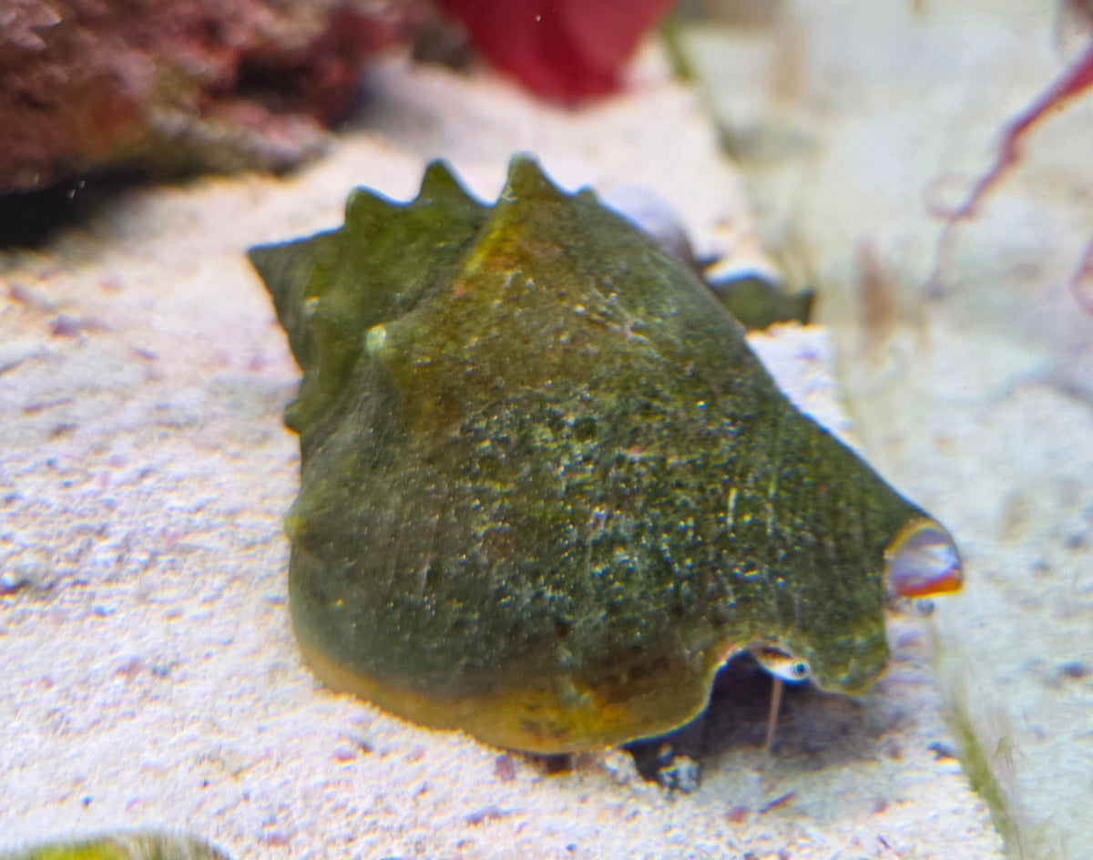Coquillage Fighting conch de Canada Aquamarine, vue en gros plan montrant sa coquille rose et sa forme distinctive.