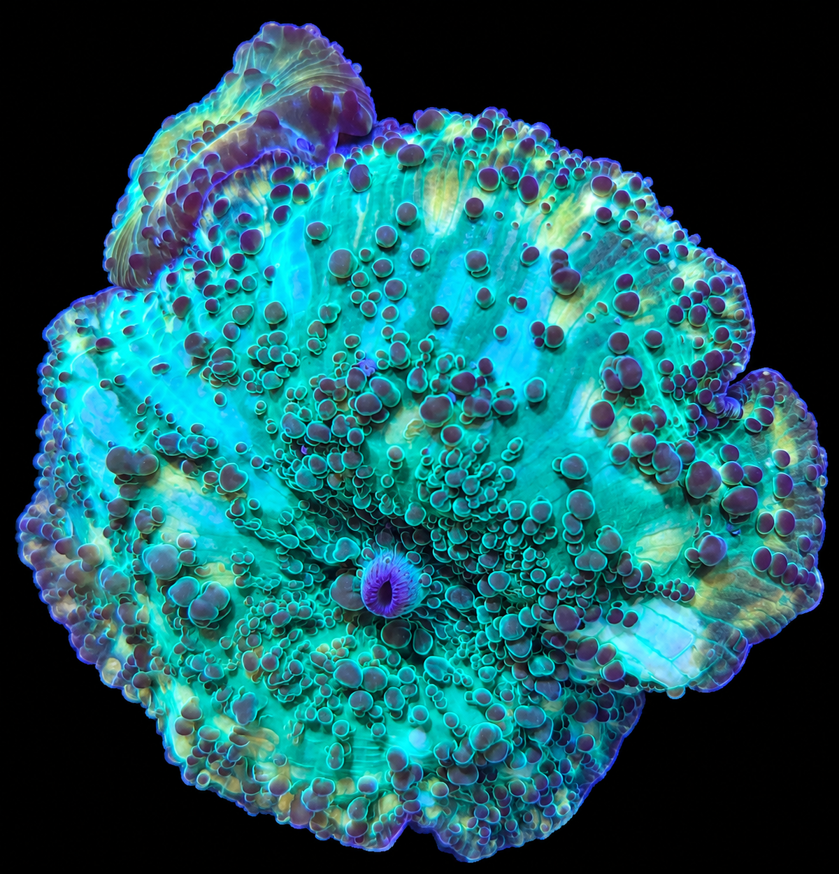 Mushroom WYSIWYG