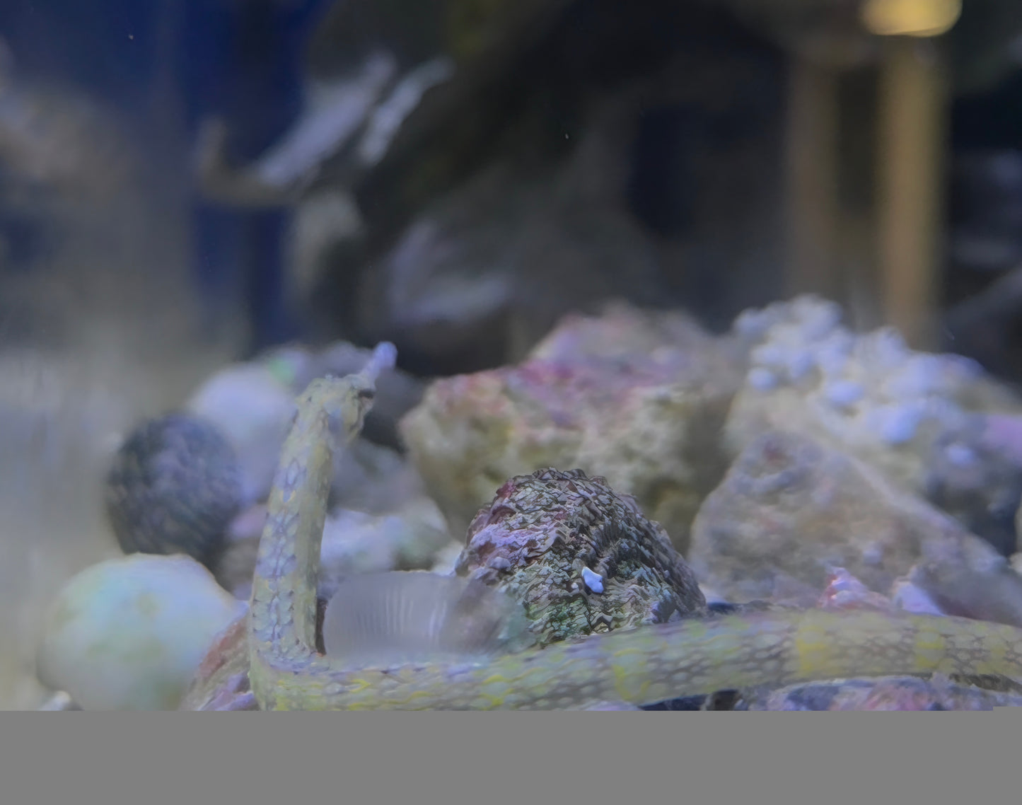 Dragon face pipefish