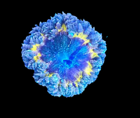 Rock Flower WYSIWYG (small)