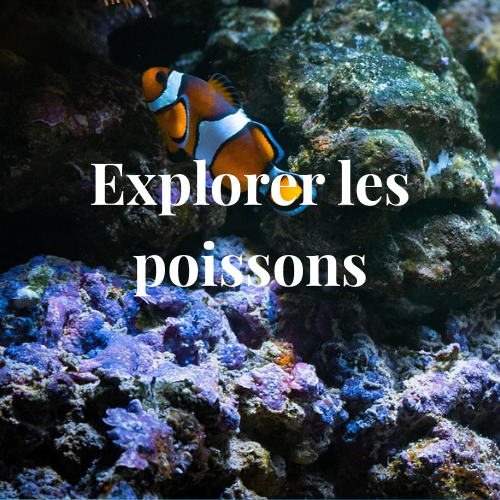 Poissons