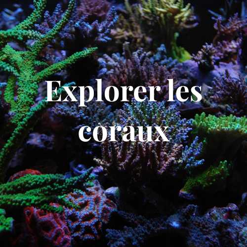 Coraux Rond Vert MB coraux / Canada Aquamarine - Votre reef shop à Québec