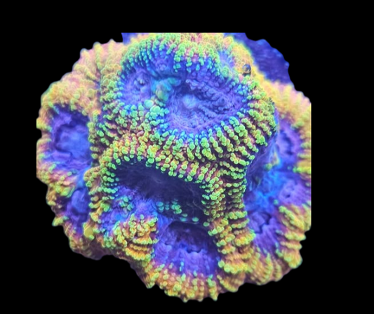 favia ultra