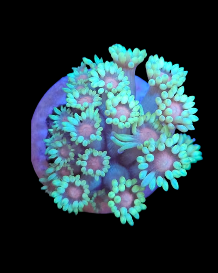 Bicolor goniopora - Canada Aquamarine