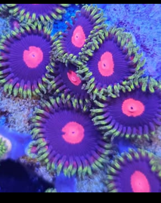 Zoa - Canada Aquamarine