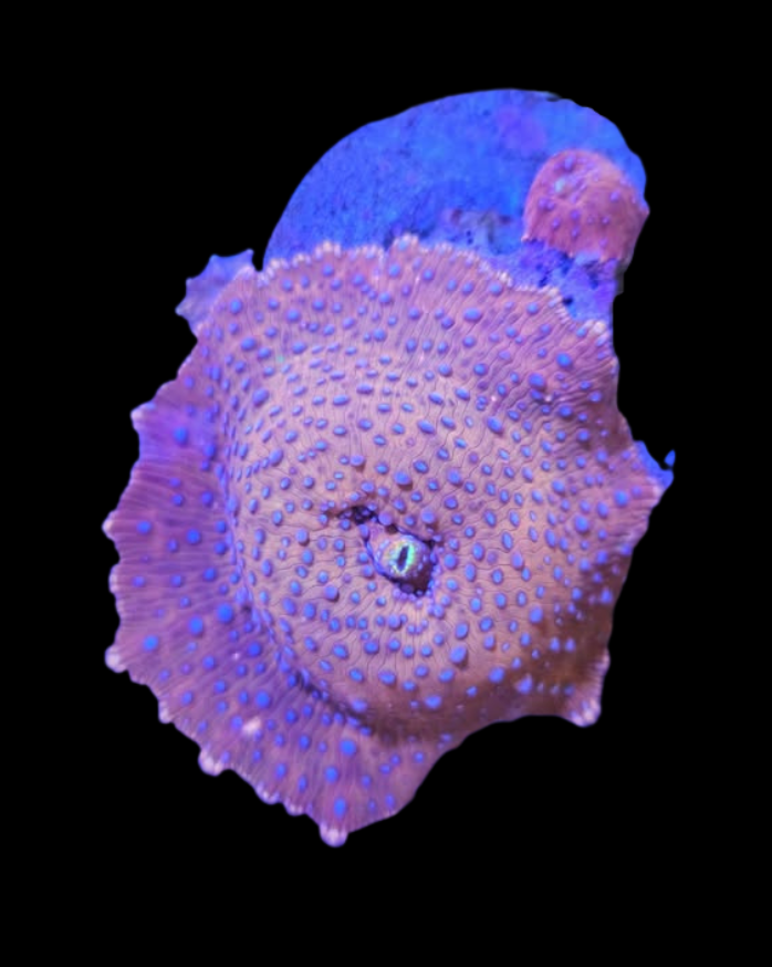 Superman discosoma - Canada Aquamarine