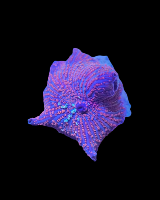 Discosoma - Canada Aquamarine